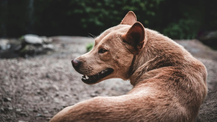 Foto de perro café.