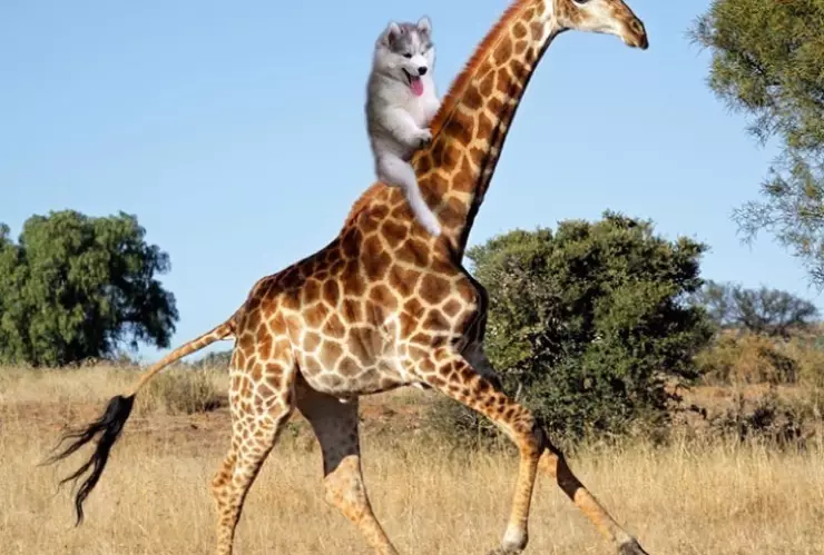 perrito husky se atora en una palmera de coco y le hacen memes.jpg