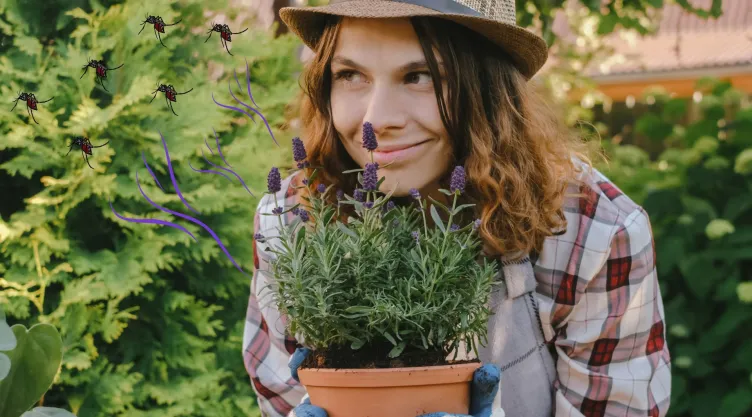 Fáciles de conseguir: las 3 plantas que ahuyentarán a las moscas de tu casa en un dos por tres