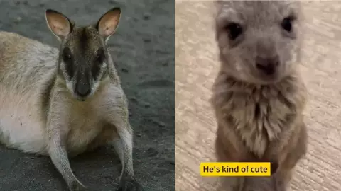 ¡Son unos héroes! Pareja salva a un canguro bebé de morir abandonado