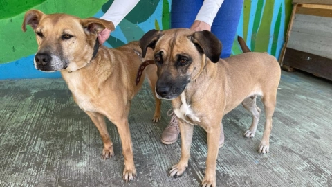 cómo adoptar perrito rescatado Metro CDMX