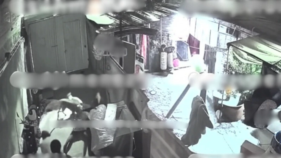 Mujer atacada por pitbull