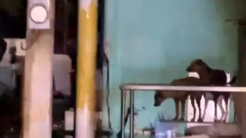 Huracán Milton en Yucatán_ Sisal bajo el agua y perros atrapados ante el inundaciones.jpg