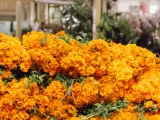 Sequía en Veracruz amenaza cosecha de flor de cempasúchil para Día de Muertos 2026