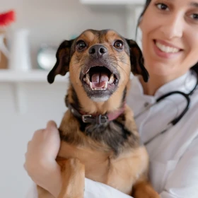 /mascotas/veterinarios-mejor-edad-para-castrar-perro
