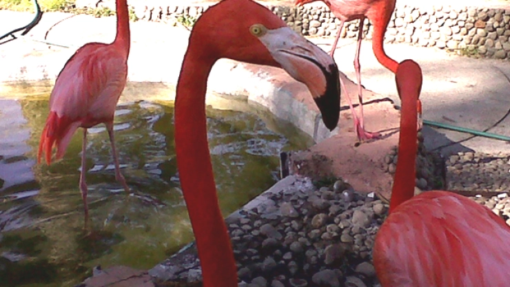 disney zacango galeria