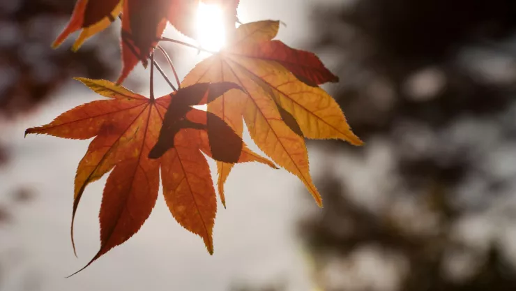 Así se vive la llegada del otoño en Baja California.jpg