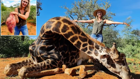 Mujer mata a jirafa y se toma fotos