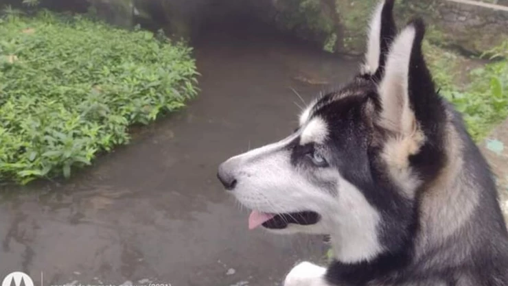 Perro muere a balazos