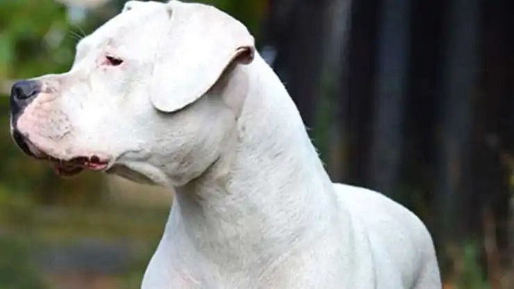 perro-bebe-muerta (1).jpg