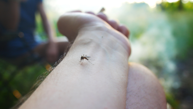 Dengue en Chihuahua