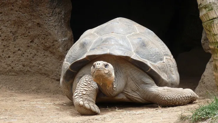 ¡Madre a los 97! Una tortuga en peligro de extinción tuvo a sus primeras crías