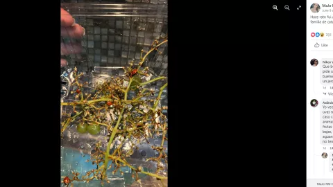 Joven compra uvas en Costco y encuentra a toda una familia de catarinas