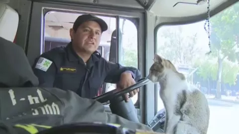 wicho1 gatito bombero cdmx