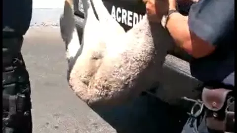 CANGURO ESCAPÓ DEL ECOPARC