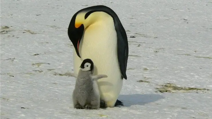 pinguino covid 19.jpg