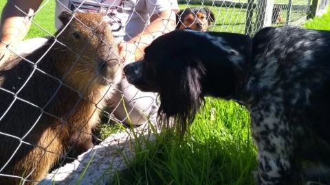 capibara-marlin-argentina