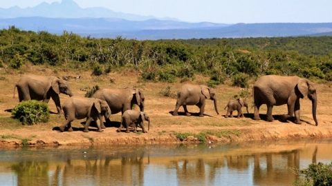elefante-cazador-furtivo-sudafrica
