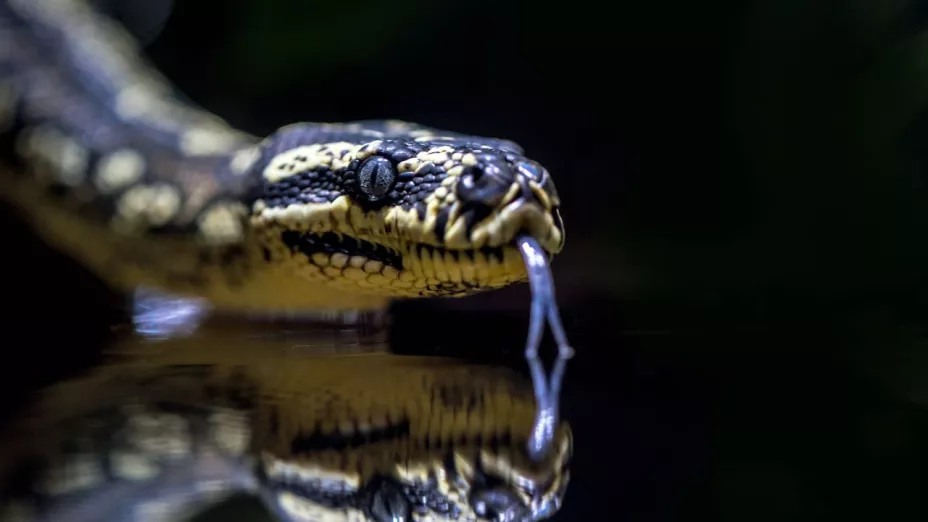 Experto en serpiente muere por mordedura de una