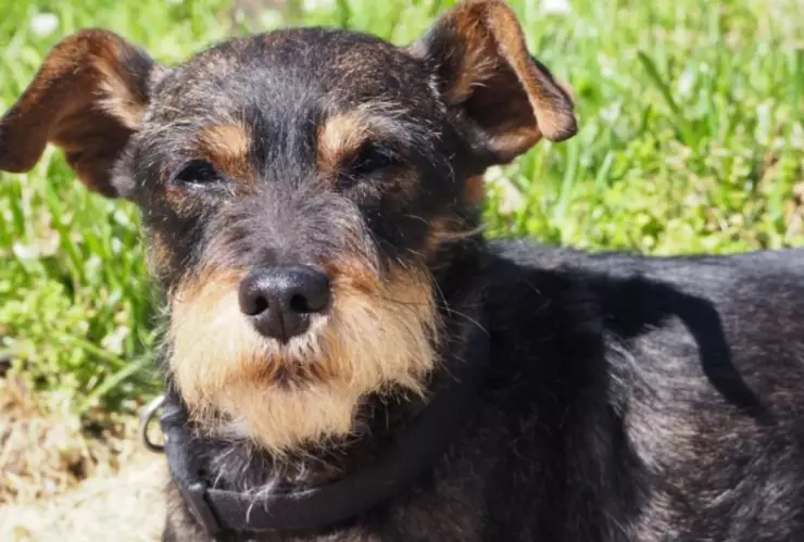 Perro, kilómetros, casa b.jpg