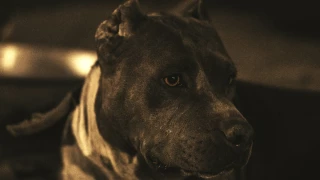 Estudiante pierde la vida tras brutal ataque de 3 pitbulls que cuidaba