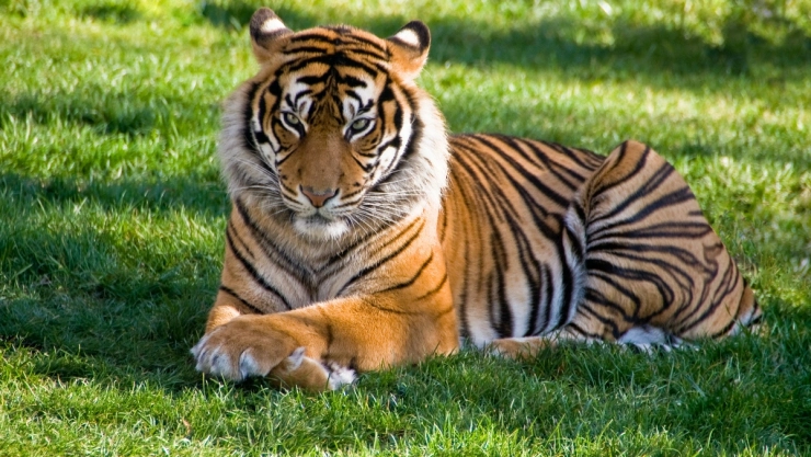 tigre trabajador de limpieza zoologico florida