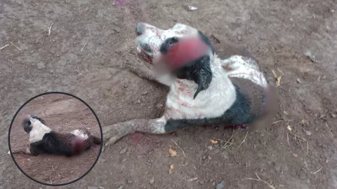 Atacan a un perro a machetazos en Navolato