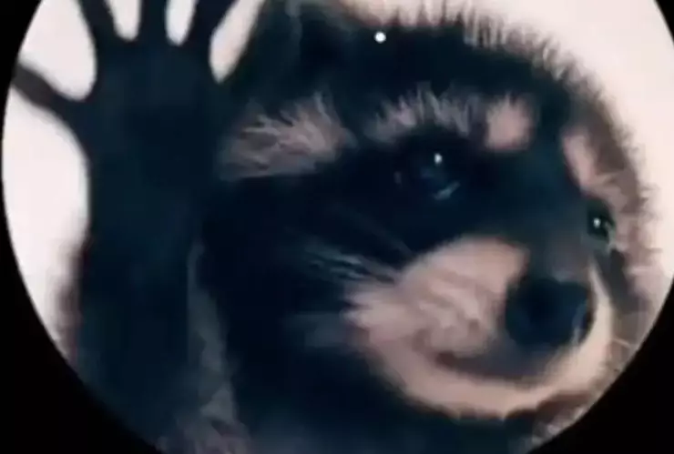 “Pedro, pedro” La historia del mapache bailando en TikTok