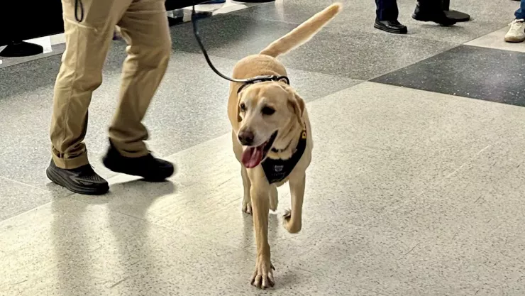 El perro Messi causó sensación en el Aeropuerto Nacional Ronald Reagan de Washington.jpg