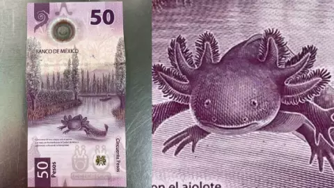 Banxico da importante mensaje sobre billete del ajolote de 50 pesos