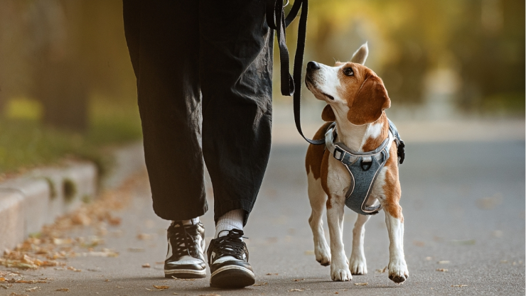 /mascotas/significado-perro-te-mire-cuando-lo-paseas-expertos