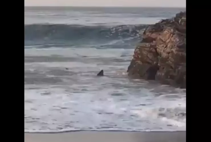 tiburones-oaxaca-turistas-acceso