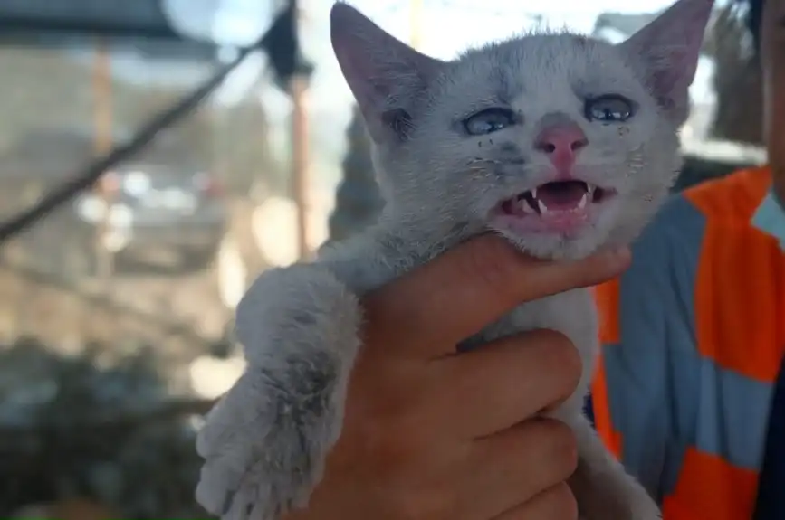 HAYTAP recoge a animales heridos por los incendios en Turquía