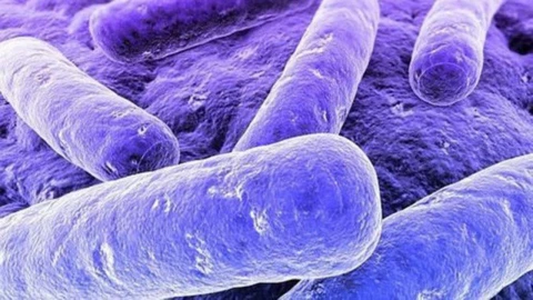 Alerta epidemiológica en México por bacteria Klebsiella oxytoca