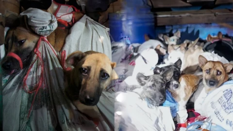 Rescatan perros en indonesia