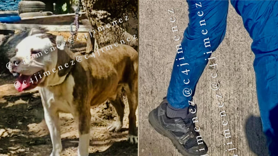 Pitbull ataca a un hombre en CDMX