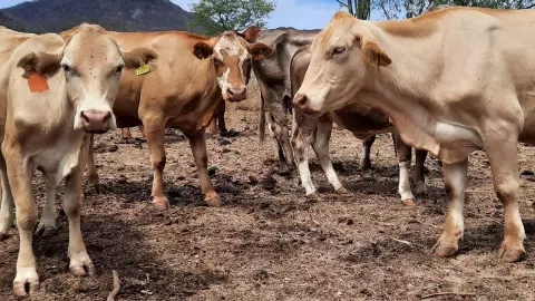 Ganado, vacas
