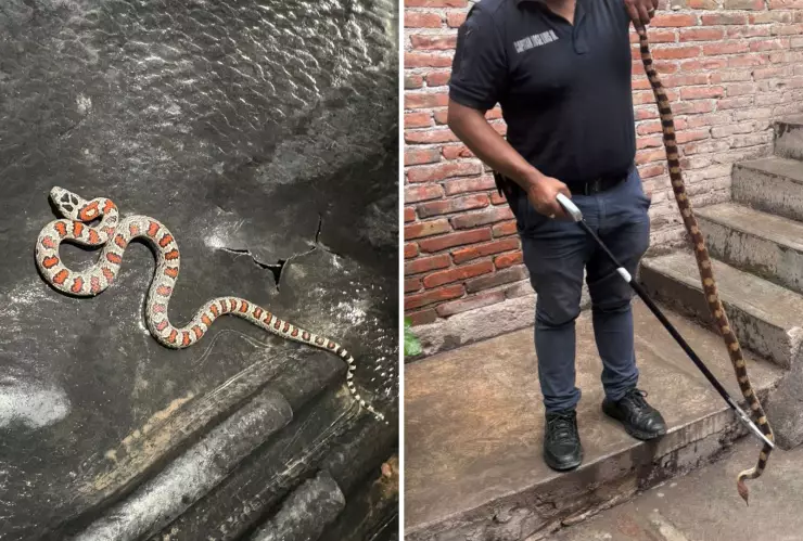 Serpientes en San Luis de la Paz.png