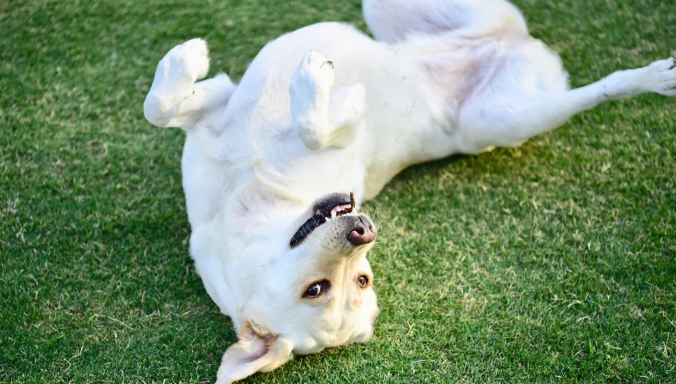 Un perro panza arriba a tu lado