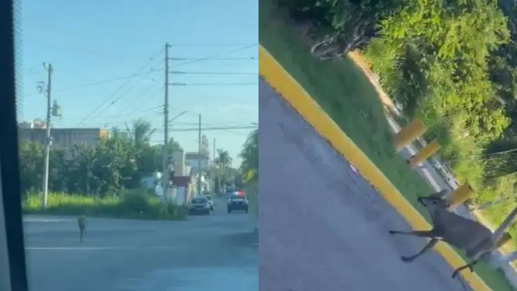 VIDEO ¡De película! Patrulla persigue a venado en Cozumel