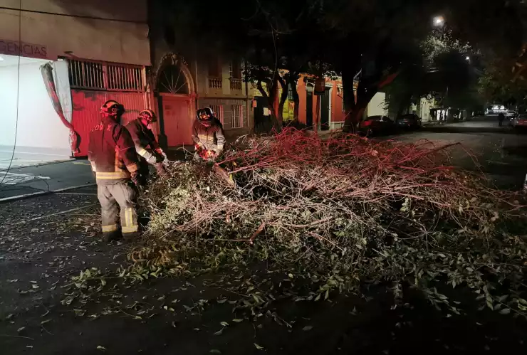 RAMA CAIDA COLONIA ROMA.jpeg