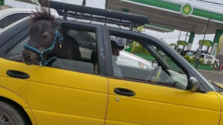 Poni es visto circulando calles tapatías este junio del 2022