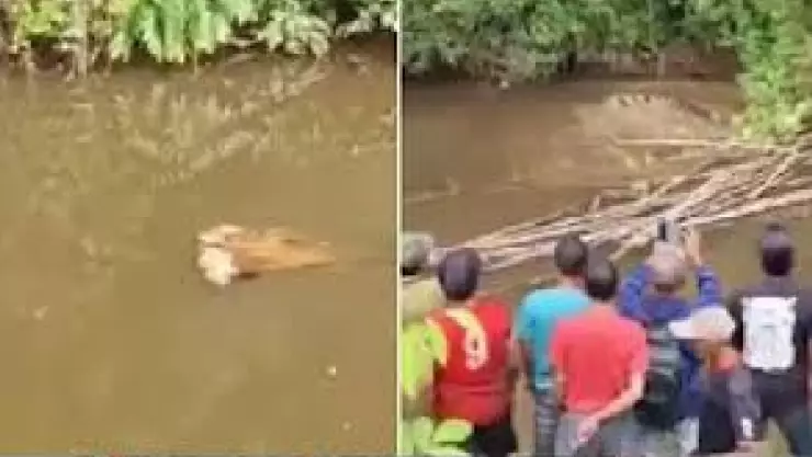 ¡Ataque mortal! Cocodrilo de cuatro metros devora a una mujer que recolectaba almejas en un río