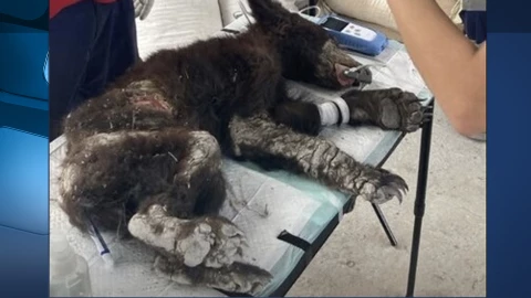 Osa del zool&oacute;gico La Pastora fue rescatada del cautiverio en el municipio de Mina, Nuevo Le&oacute;n, en 2023