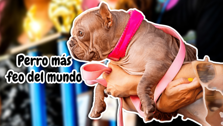 Ella es Petunia, la ‘lomita’ con el título del ‘perro más feo del mundo’_ FOTOS.jpg