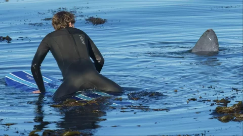Postal de la misteriosa criatura que invadió una playa de California