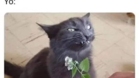 Memes de Gatos en su día internacional