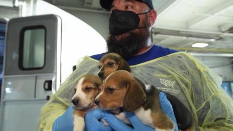 Salvan a 4 mil perritos beagle en EU; eran criados y vendidos para experimentos animales.