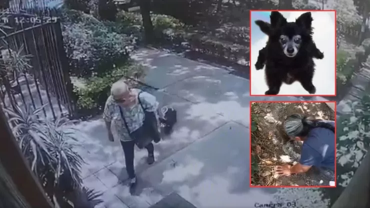 Revelan VIDEO de los últimos momentos de Moni, perrita asesinada en Coyoacán