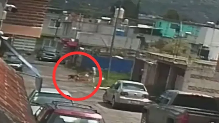 mujer ataque perros amozoc